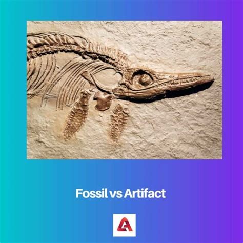 compare and contrast artifacts fossils.